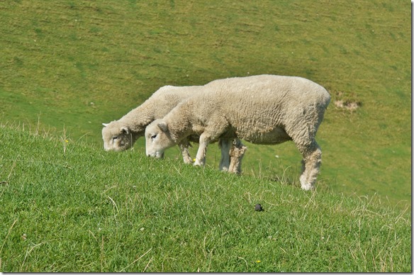 2206 diese Schafe lassen sich nicht aus der Ruhe bringen durch mein fotografieren
