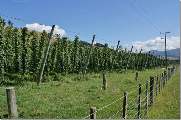 2211 auf dem Weg zur Kikiwa Ladge, unserem nächsten Übernachtungsziel sind wir an grossen Hopfenfeldrn vorbeigekommen