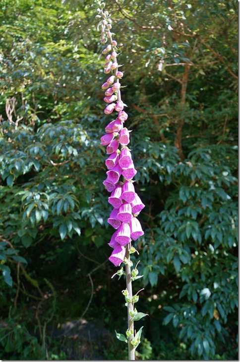 2314 diese Fingerhutplanze gibt es auch in der Schweiz, aber hier sieht sie farbiger aus