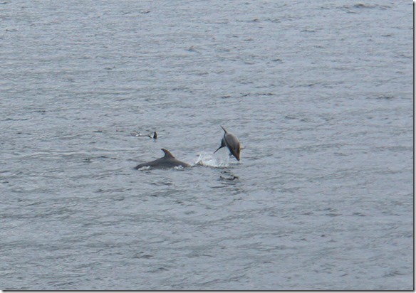 2372 wir haben Glück und können noch Bottlenosed Delfine beobachten und fotografieren