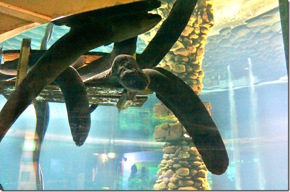 2484 hier gibt es Aale die bis 2.2 Meter lang und bis 130 Jahre alt sind. Es sind nur weibliche Tier die so alt werden. Sie werden auch fast ganz Blind