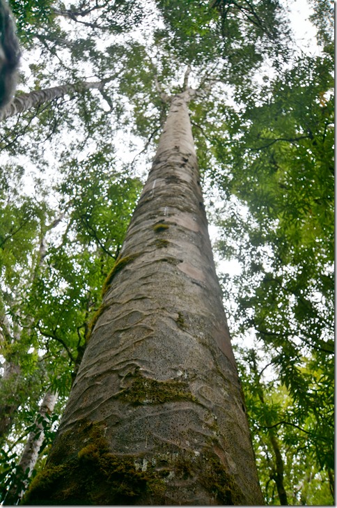 2556 hier kann man sehen wie schön gerade und hoch diese Bäume wachsen
