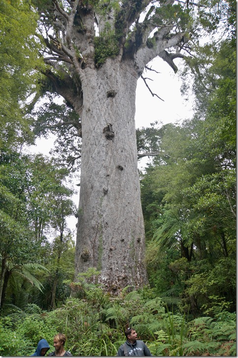 2562 hier der grösste noch lebende Kauri Tree