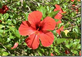 a1844-der-andersfarbige-Bruder_thumb