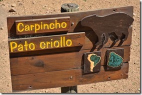 a1847-der-Carpincho-ist-ein-Meerschw[1]