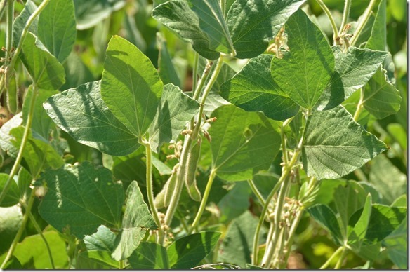 a1876 vermutlich die Sojabohne_thumb[1]