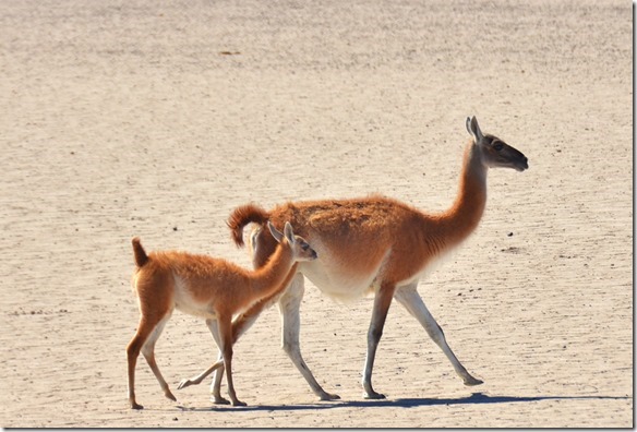 a1902-Mutter-mit-Jungem_thumb1