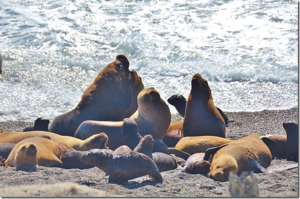 a1924-die-Mnnchen-sind-bis-2x-so-gro