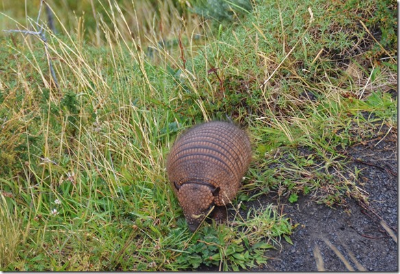 a2089 ein Gürteltier