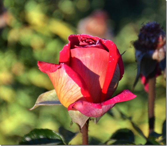 a2253 trotz des Frostes in der Nacht sind diese Rosen noch traumhaft