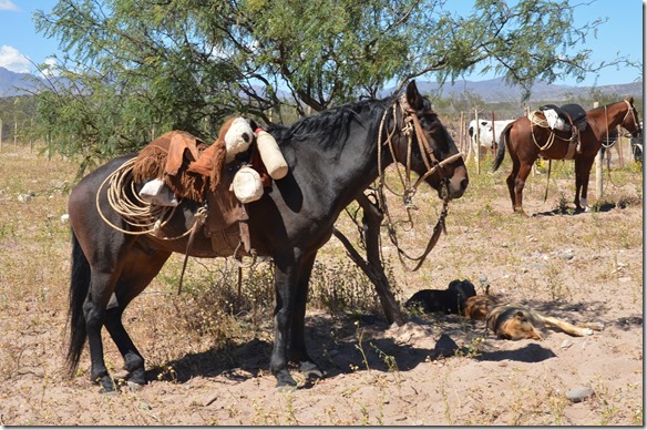 a2410 dieses Pferd wartet geduldig auf seinen Reiter