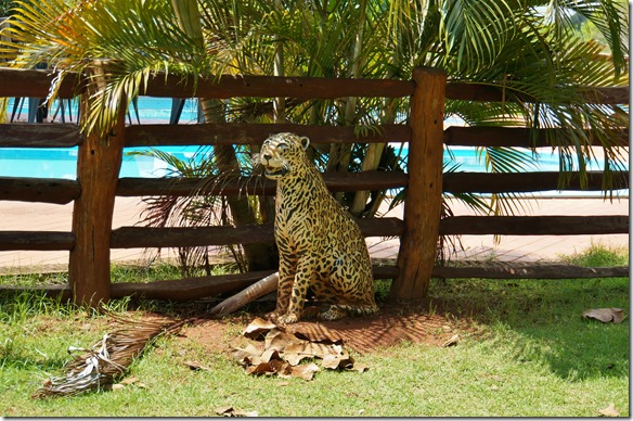 b1096 die Hauptatraktion im Pantanal = mit dem Jaguar ist es wie bei den andern Wildkatzen in andern Parks der Welt ein Zufall wenn man sie sieht. Wir können nur hoffen