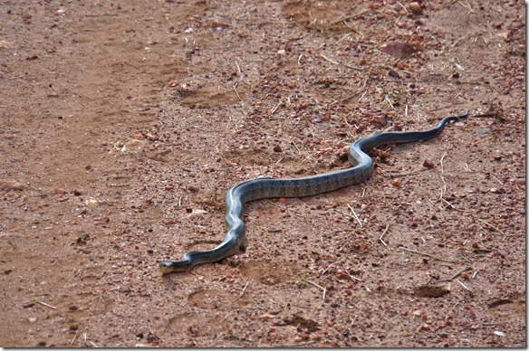 b2004 eine ungiftige, ca. 4 Meter lange Schlange vor den Safarifahrzeug