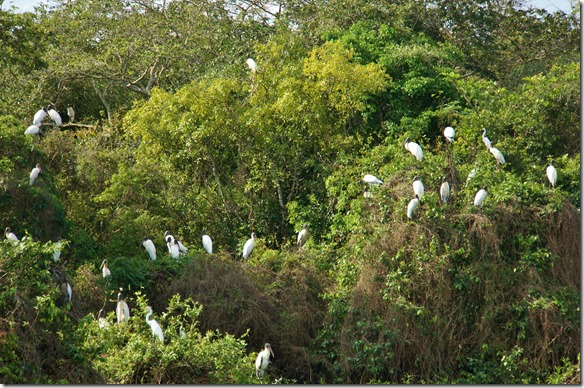 b2005 hier leben drei verschiedene Störche, einer mit schwarzem Kopf hat bis 2,5 Meter Spannweite