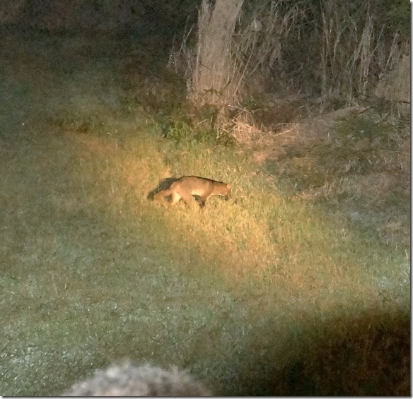 b2030 sieht aus wie ein Fuchs ist aber ein Wildhund