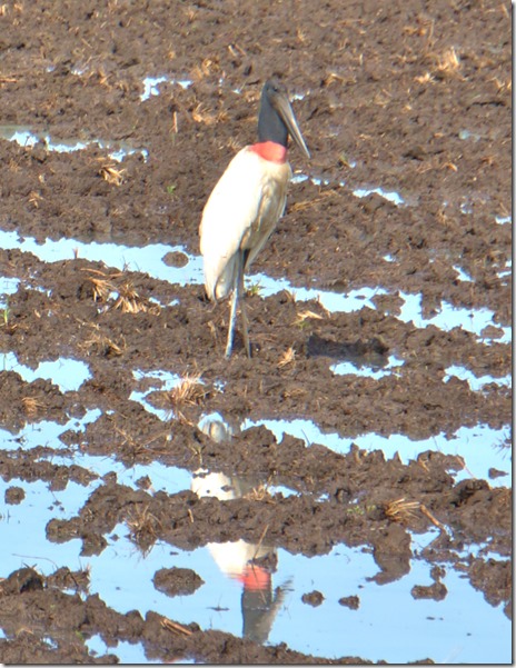 b2041 der Schwarzkopfstorch mit 2,5m Spannweite