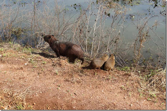 b2043 und Nachwuchs hats auch bei den Nagern gegeben