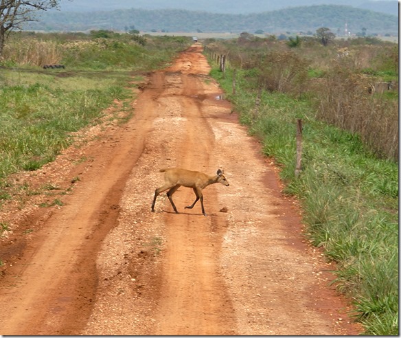 b2064 die Tiere benützen diese Strassen für ihren Wechgsel