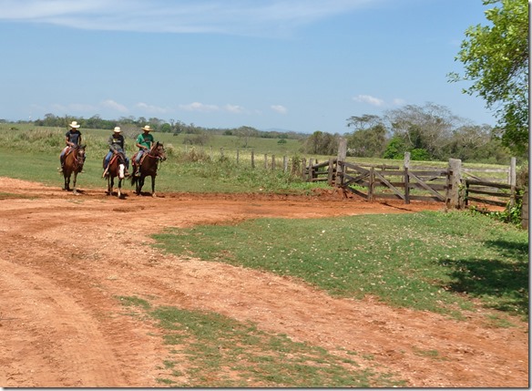 b2074 die Farmarbeiter (Gautchos) kommen immer hoch zu Ross für die Arbeit