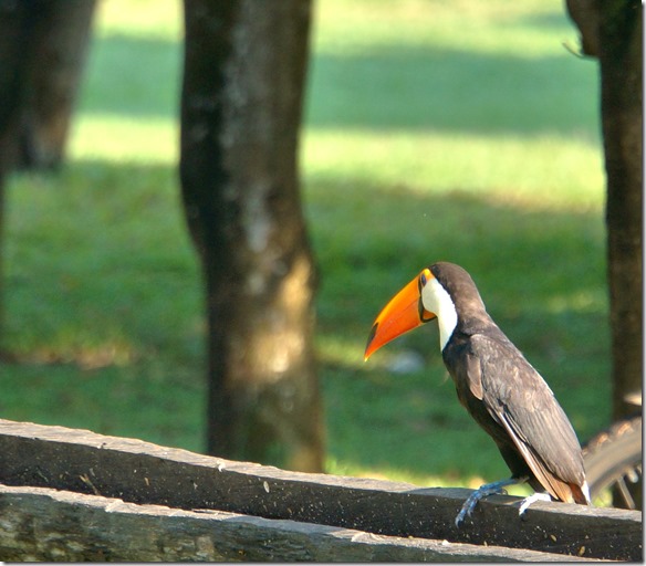 b2138 der Tucan (so hat auch unse Zimmer geheissen)