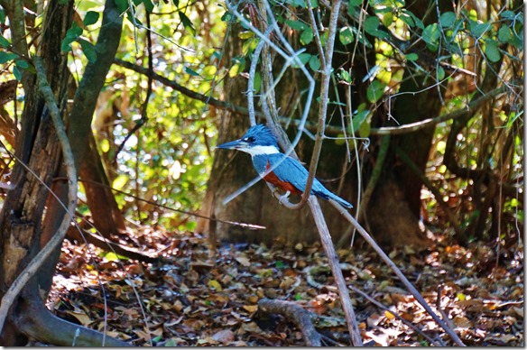 b2145 ein Kigfischer Weibchen