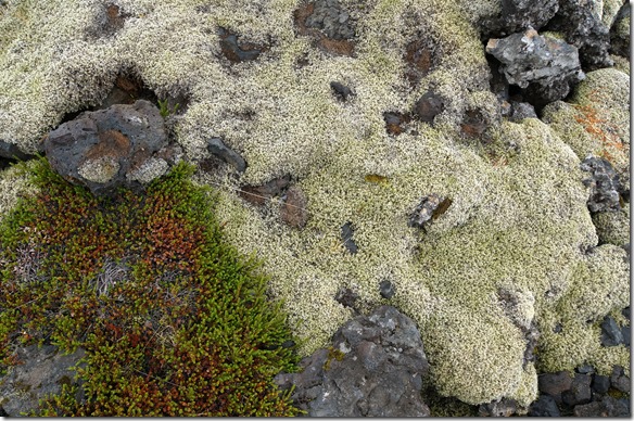 1727 die Lava ist überall mit diesen moosartigen Pflanzen überwachsen