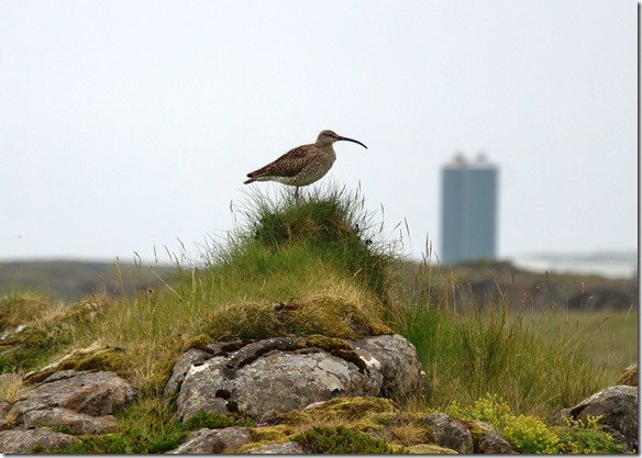1759 ein Ibis ähnlicher Vogel fliegt mit uns 
