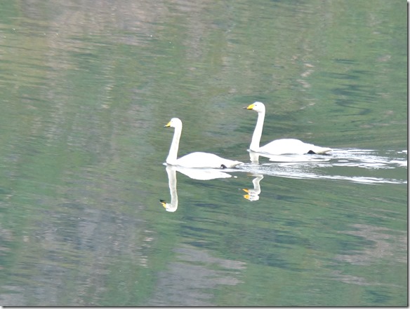 1814 als sie näher kamen sahen wir dass es Gänse sind