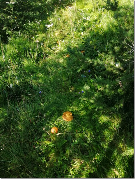 1996 überall stehen sie im lichten Wald. Der Wald ist geschützt, darum lasse ich auch die pilze stehen damit der Wald nach der Abholzung vor ca 300 Jahren sich wieder erholen kann