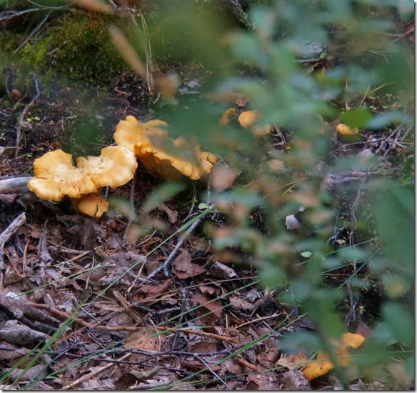 2068 und diese Eierschwämme waren unerreichbar da ein unüberwindbarer Graben zwischen mir und den Pilzen lag