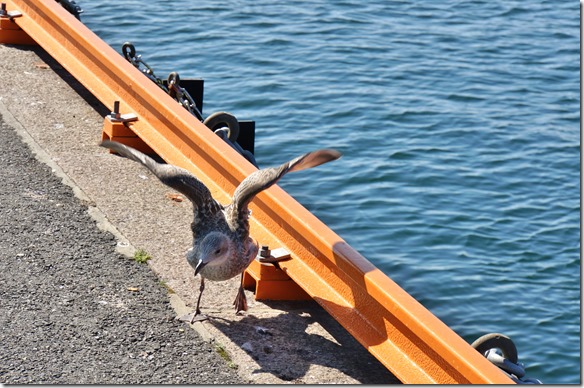 2109 eine junge Möve die das Fliegen erlernt